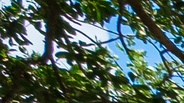 Florida