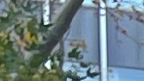 Trabajadores sin papeles y la senadora Jessica Ramos exigieron a Albany que apruebe seguro de desempleo para todos