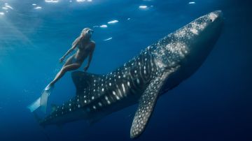 Tiburón ballena