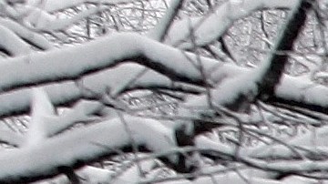 nieve Washington DC