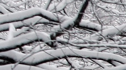 nieve Washington DC