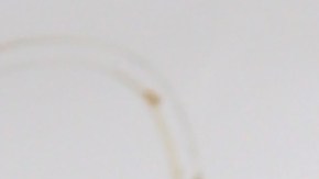 Pollito Tropical, creador de contenido.