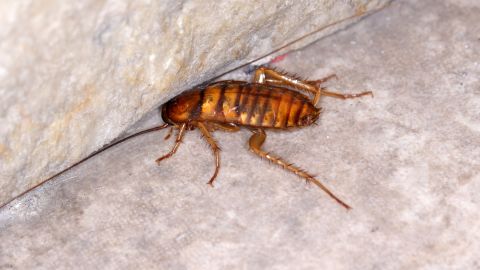 Cucaracha