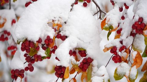 Nevadas