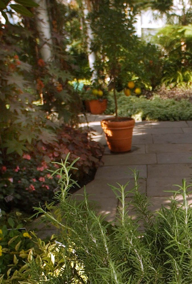 Romero, una de las plantas que podrían mejorar tu humor.