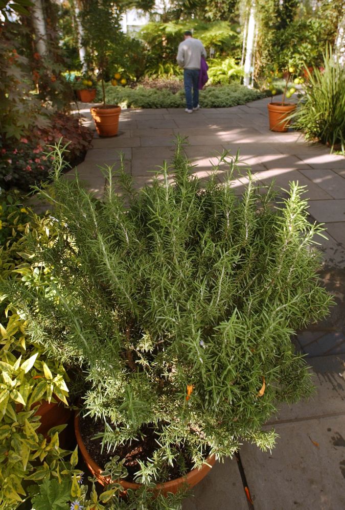 Romero, una de las plantas que podrían mejorar tu humor.