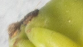 Conoce los beneficios nutricionales de la tuna.