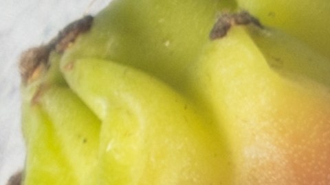 Conoce los beneficios nutricionales de la tuna.