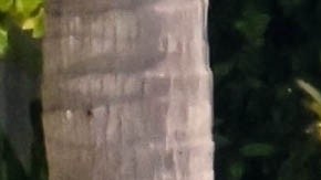 Alejandro Sanz y Candela Márquez disfrutando su relación en Miami.