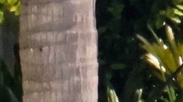 Alejandro Sanz y Candela Márquez disfrutando su relación en Miami.