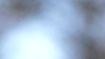 Algunos seguidores de Trump han empezado a usar fotos de ardillas luego de que las autoridades medioambientales de Nueva York sacrificaran a Peanut. Foto referencial.