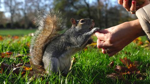 Algunos seguidores de Trump han empezado a usar fotos de ardillas luego de que las autoridades medioambientales de Nueva York sacrificaran a Peanut. Foto referencial.