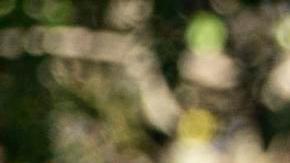 Joe Biden y Kamala Harris en público por primera vez tras derrota en las presidenciales