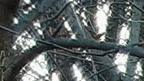 Otoño en Central Park de Nueva York.