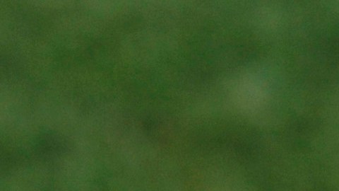Se desconoce si la mascota del Criciúma recibirá alguna sanción.