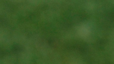 Se desconoce si la mascota del Criciúma recibirá alguna sanción.