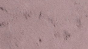 El tiempo apremia para que el Supremo se pronuncie, dado que la ley, aprobada por el Congreso y promulgada por el presidente Joe Biden.