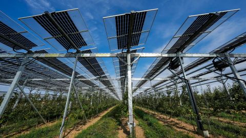 Paneles solares en finca de manzanas en Alemania