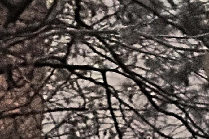 Un agente de policía de la ciudad de Nueva York camina entre la maleza y el follaje en Central Park mientras busca una mochila que, según la policía, dejó caer el sospechoso tras el tiroteo.