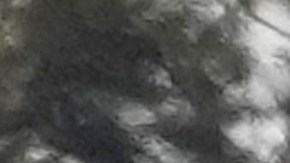 El Pentágono indicó que las tropas buscaban combatir al EI.