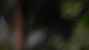 Donald Trump en North Carolina