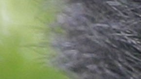 La vieja osa tenía los dientes rotos y podridos, además tenía afecciones crónicas del tracto urinario, y presuntamente la rociaban con una manguera en momentos en lo que era demasiado lenta.