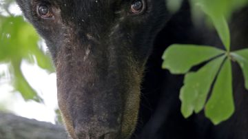 La vieja osa tenía los dientes rotos y podridos, además tenía afecciones crónicas del tracto urinario, y presuntamente la rociaban con una manguera en momentos en lo que era demasiado lenta.