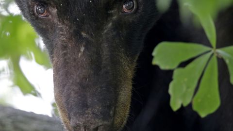 La vieja osa tenía los dientes rotos y podridos, además tenía afecciones crónicas del tracto urinario, y presuntamente la rociaban con una manguera en momentos en lo que era demasiado lenta.