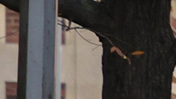 Las líneas de buses en la calle 96 prestarán un mejor servicio gracias al rediseño del Departamento de Transporte.