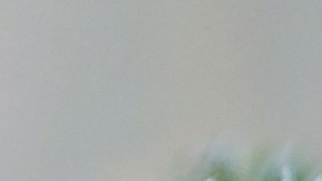 Gato árbol de Navidad