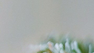 Gato árbol de Navidad