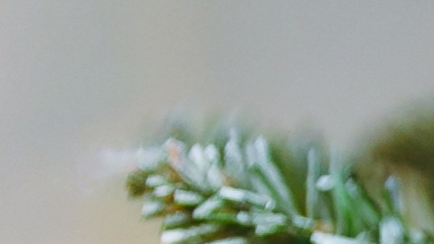 Gato árbol de Navidad