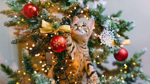 Gato árbol de Navidad