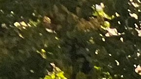 Cada vez son más los retos que enfrentan adultos mayores en Nueva York para cubrir sus necesidades