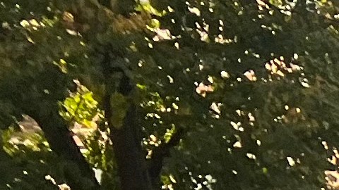 Cada vez son más los retos que enfrentan adultos mayores en Nueva York para cubrir sus necesidades