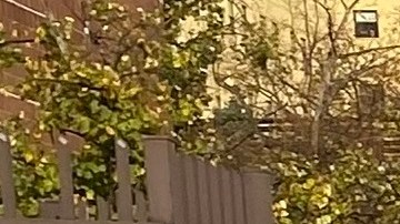 Ayuda oara las familias necesitadas en NYC.