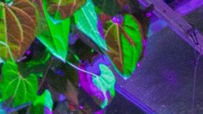 Holiday-Train-Nights-Aquatic-Gallery-01-MCO-DSC03425-scaled