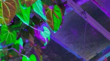 Holiday-Train-Nights-Aquatic-Gallery-01-MCO-DSC03425-scaled