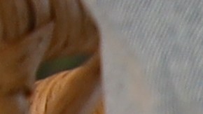 Alimentar a tu perro