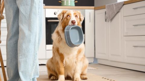 Alimentar a tu perro