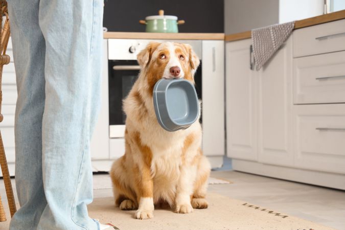 Alimentar a tu perro