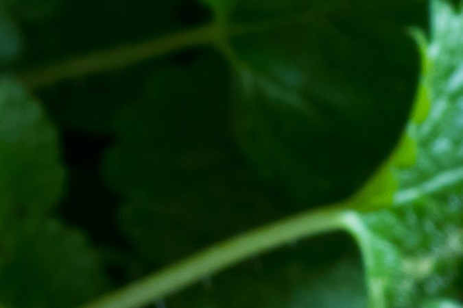 La melisa es otra planta que contiene compuestos que ayudan a proteger el cerebro.