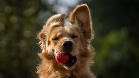 Veterinario revela cada cuanto debes bañar a tus mascotas.