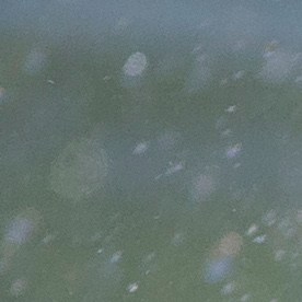 Veterinario revela cada cuanto debes bañar a tus mascotas.