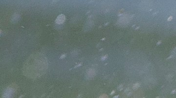 Veterinario revela cada cuanto debes bañar a tus mascotas.