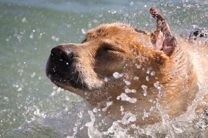 Veterinario revela cada cuanto debes bañar a tus mascotas.