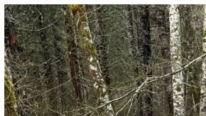 Durante tres días los voluntarios rescatistas recorrieron el bosque hasta encontrar a los dos hombres.