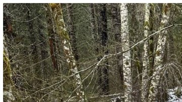 Durante tres días los voluntarios rescatistas recorrieron el bosque hasta encontrar a los dos hombres.