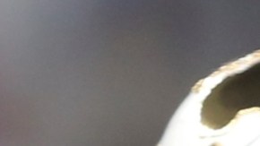 Rodrygo y John Cena.