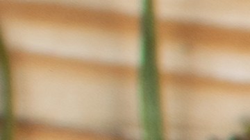 Las investigaciones revelan que el té de agujas de pino es rico en bicompuestos que beneficiosos para la salud.